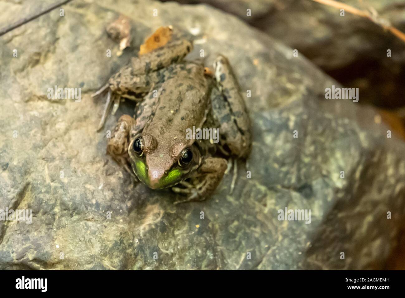 Top view of a green frog, Rana clamitans, sits on a rock by the stream at Crowder Park in Apex, North Carolina. Stock Photo