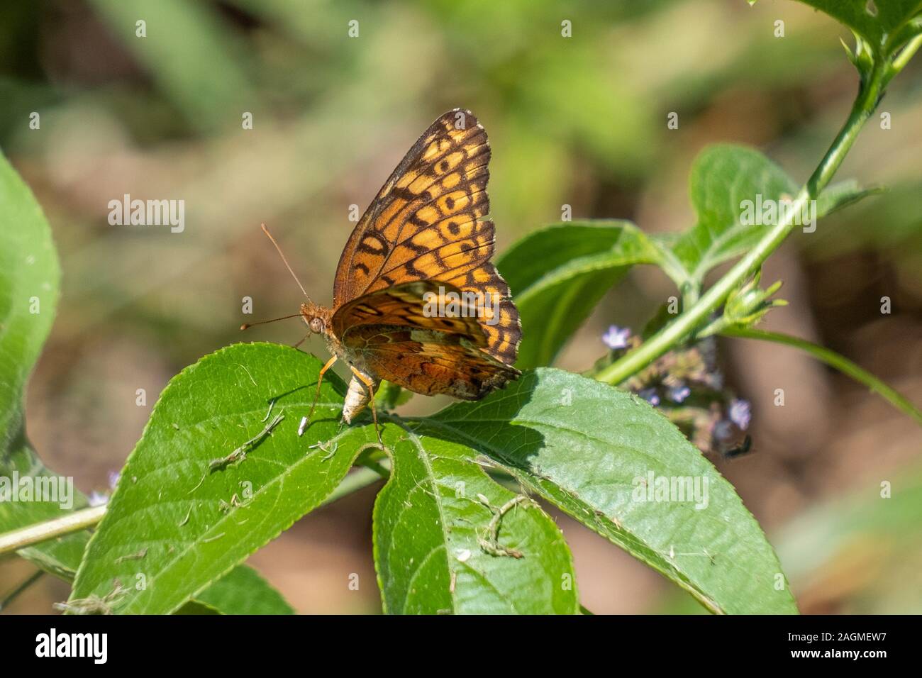 A female variegated butterfly lays eggs on a leaf, ensuring the continuation of her species at Yates Mill County Park in Raleigh, North Carolina. Stock Photo