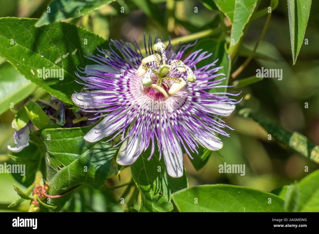 Wild Apricot Vine High Resolution Stock Photography And Images Alamy