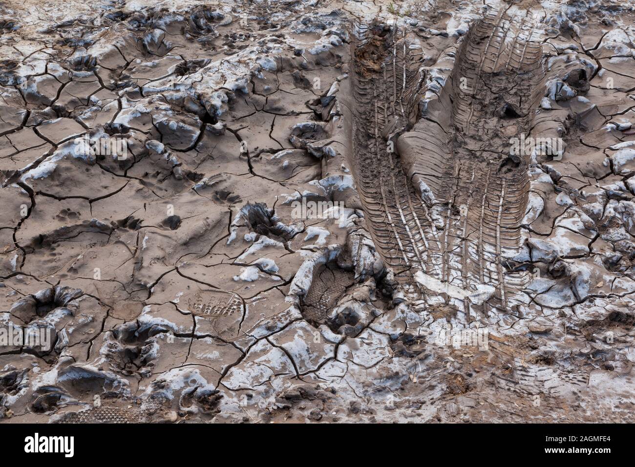 Animal, human and vehicle prints in dried cracked mud Stock Photo