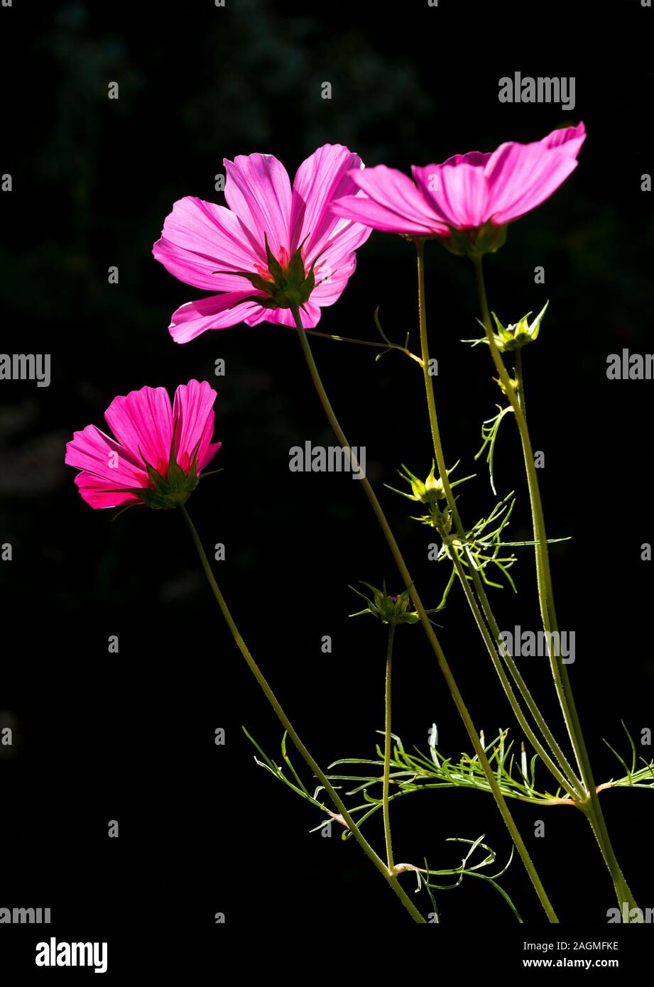 Cosmos flowers back lit by summer sun Stock Photo