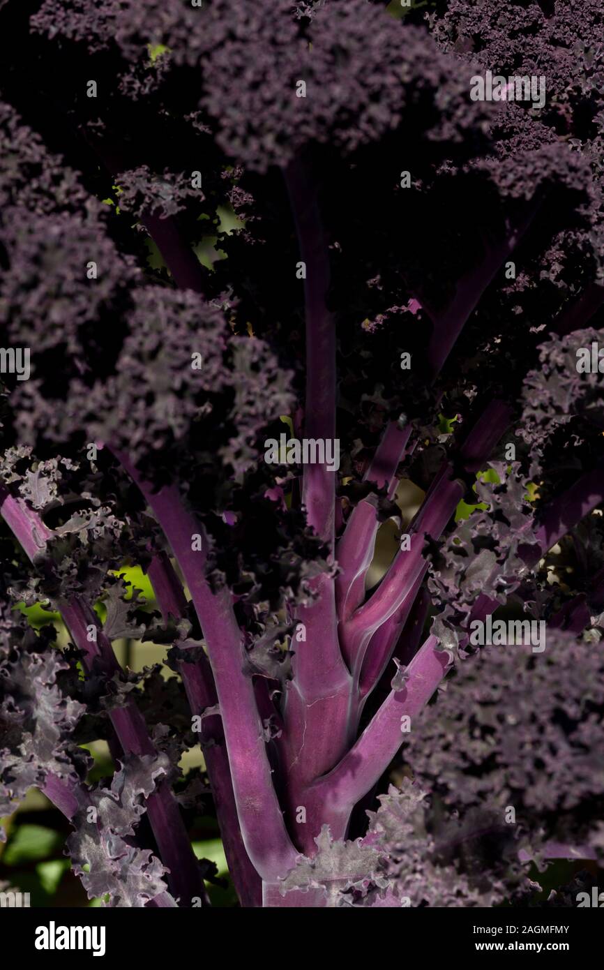 Purple Curly Kale vegetable Stock Photo