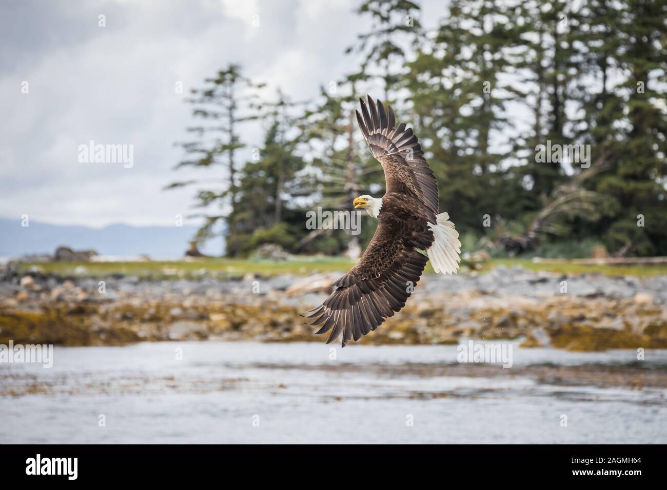 Canadian Bald Eagle (haliaeetus leucocephalus) is about to turn and showing wonderfully its plumage Stock Photo