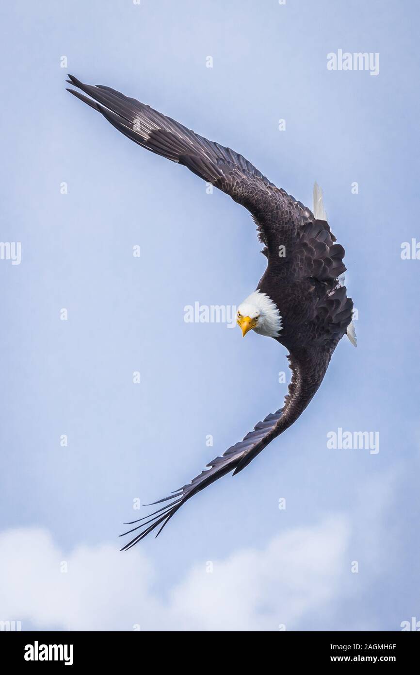 Extremely focused Bald Eagle (haliaeetus leucocephalus) flying a maneuver, Canada Stock Photo
