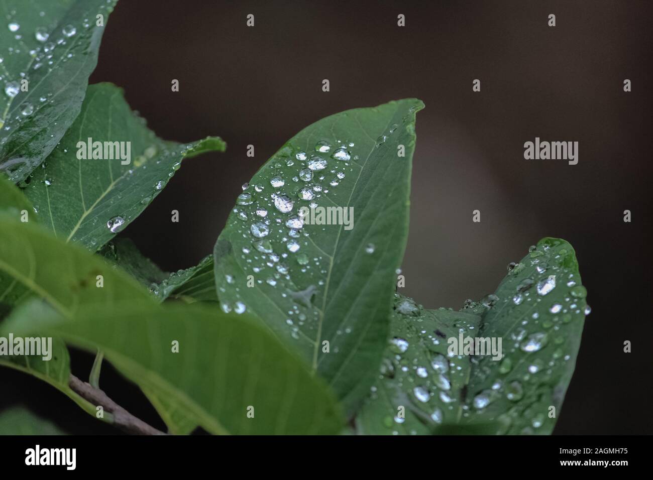 Stagnant Rain Water High Resolution Stock Photography and Images - Alamy