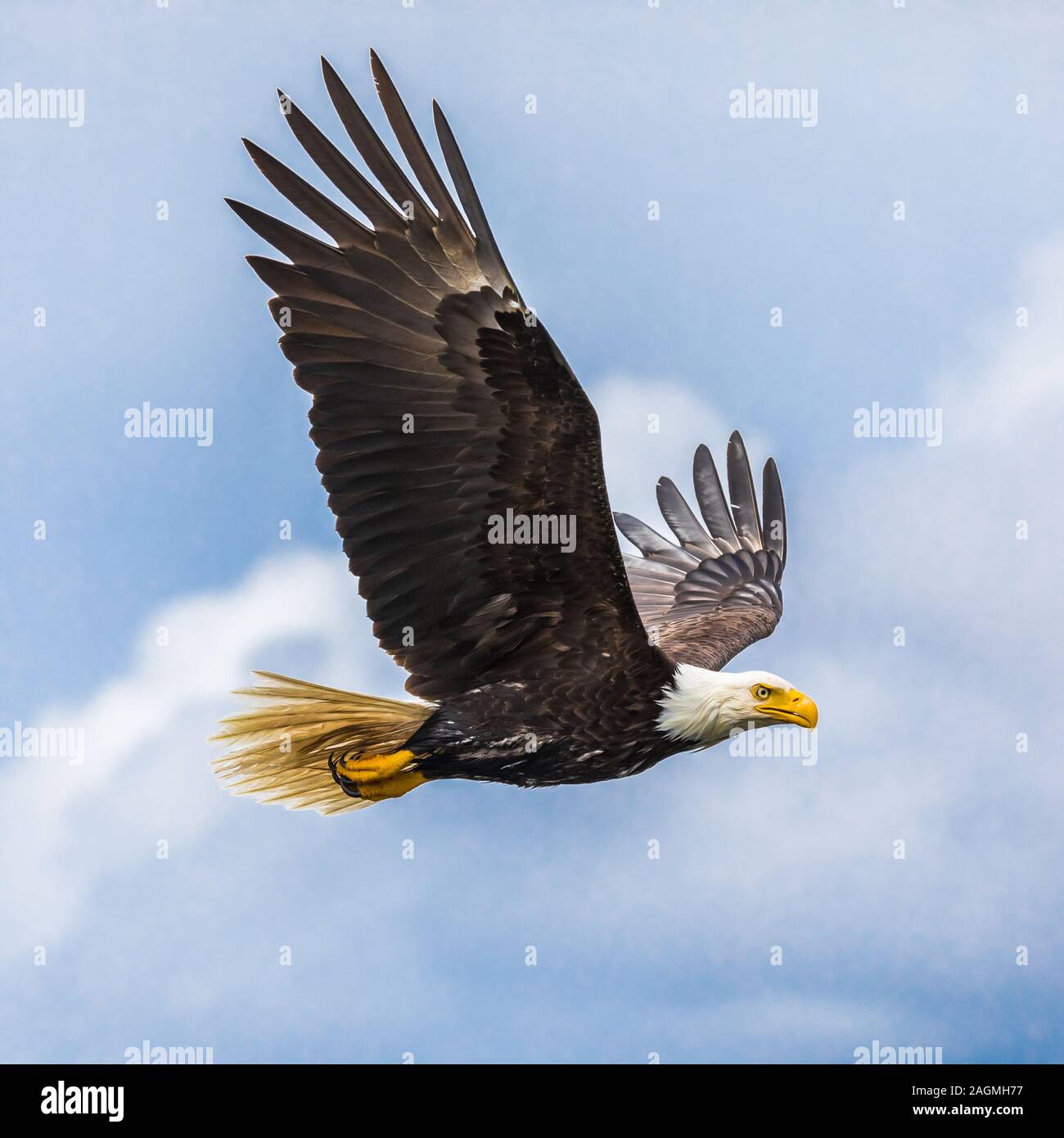 Wonderful shot af a Bald Eagle (haliaeetus leucocephalus) flying in the sky Stock Photo