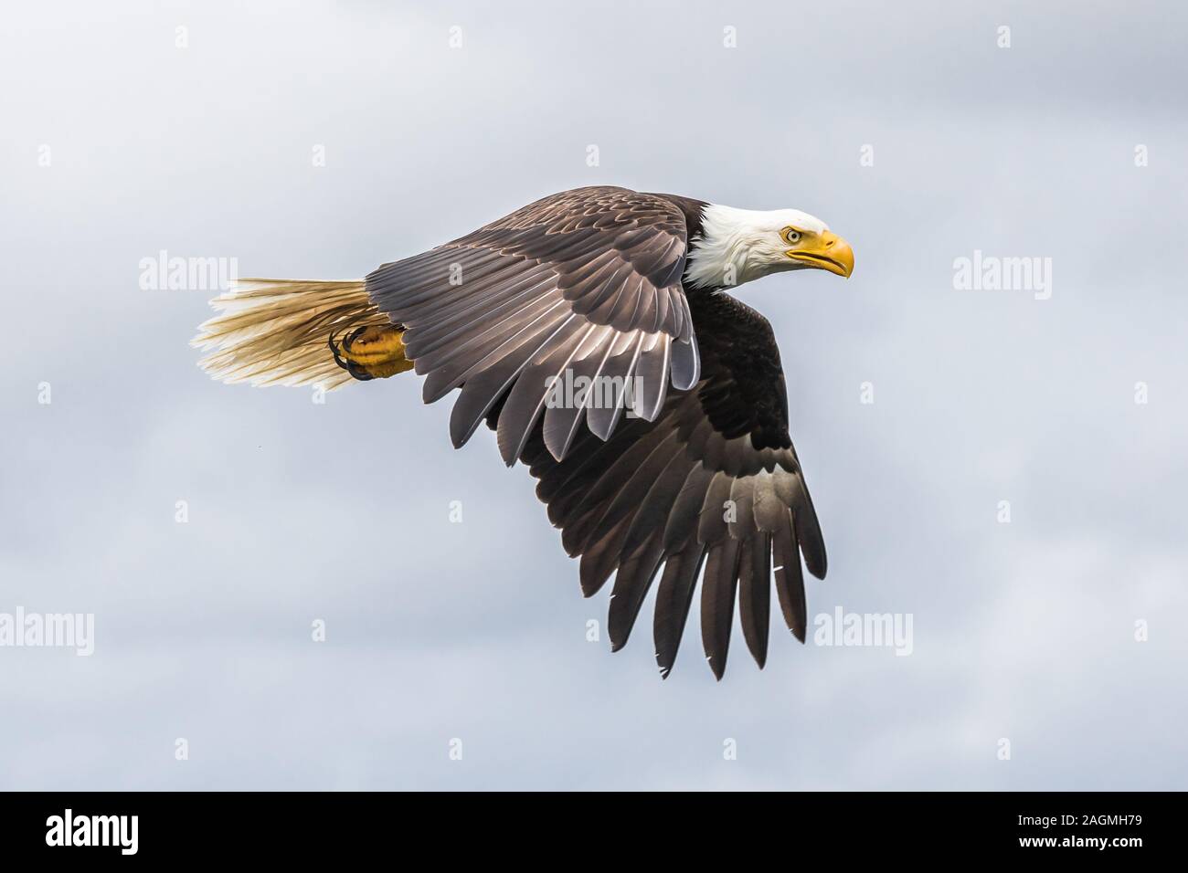 Canadian Bald Eagle (haliaeetus leucocephalus) flying in its habitat and showing its beautiful plumage Stock Photo