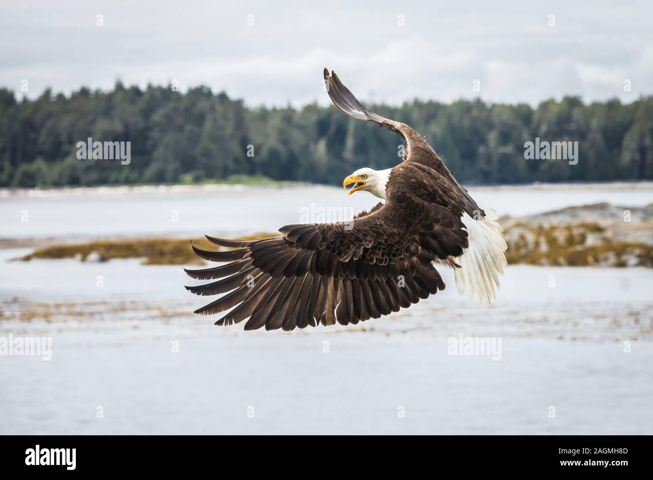 Canadian Bald Eagle (haliaeetus leucocephalus) flying in its habitat with open wings Stock Photo