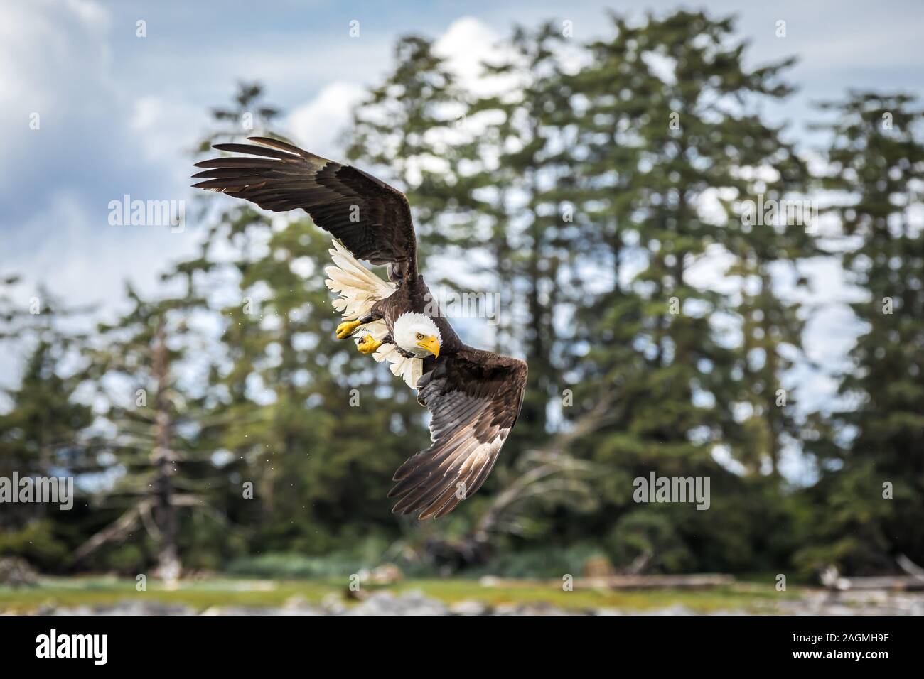 Canadian Bald Eagle (haliaeetus leucocephalus) flying in its habitat with open wings Stock Photo