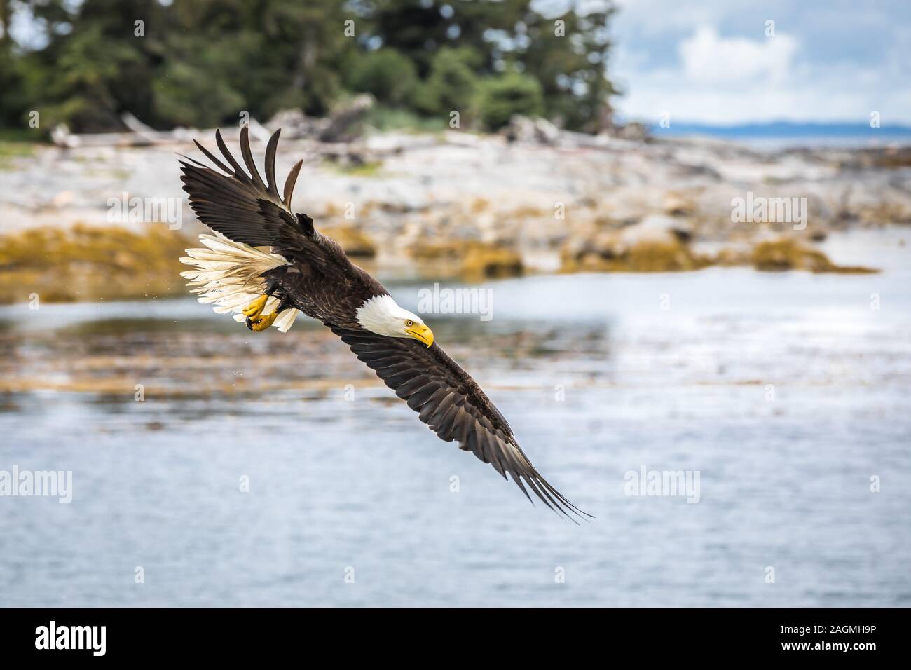 Canadian Bald Eagle (haliaeetus leucocephalus) flying in its habitat Stock Photo