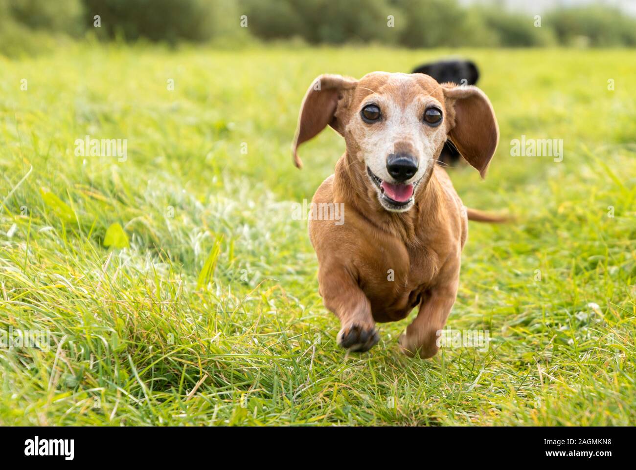 A Miniature Dachshund getting a spot of exercise Stock Photo Alamy