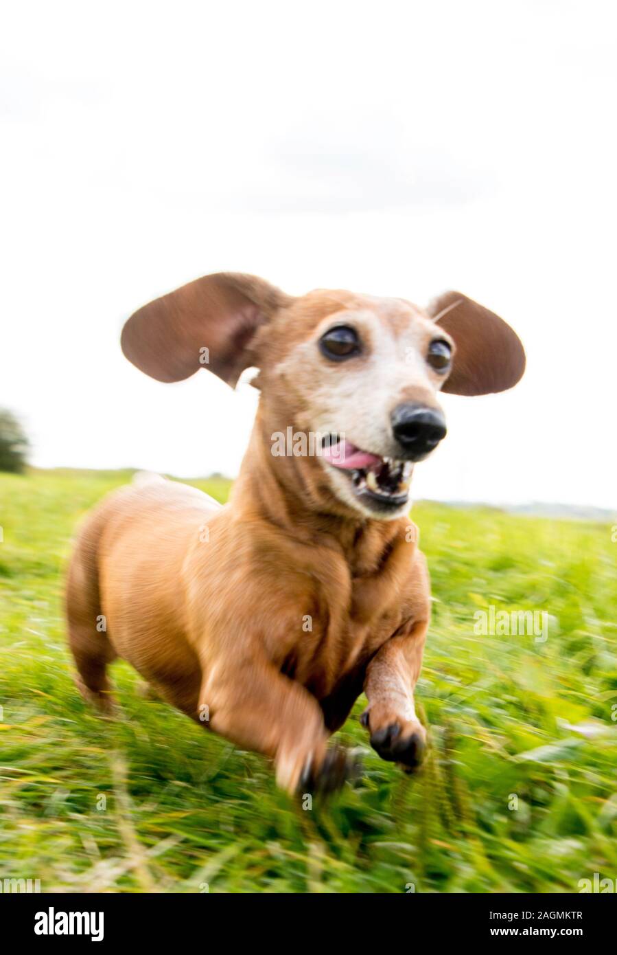 A Miniature Dachshund getting a spot of exercise Stock Photo Alamy