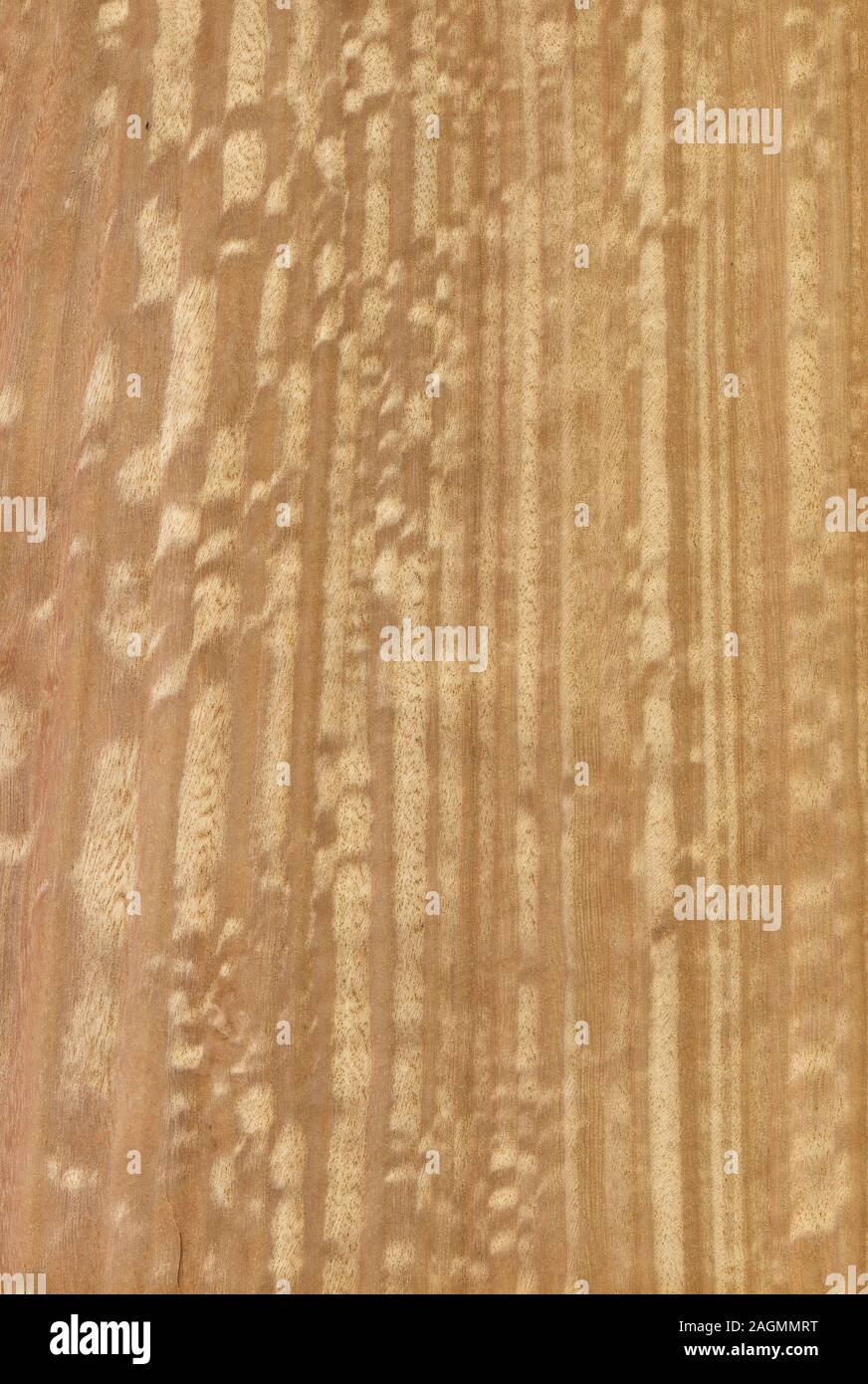 Eucalyptus Wood Stock Photos Eucalyptus Wood Stock Images Alamy
