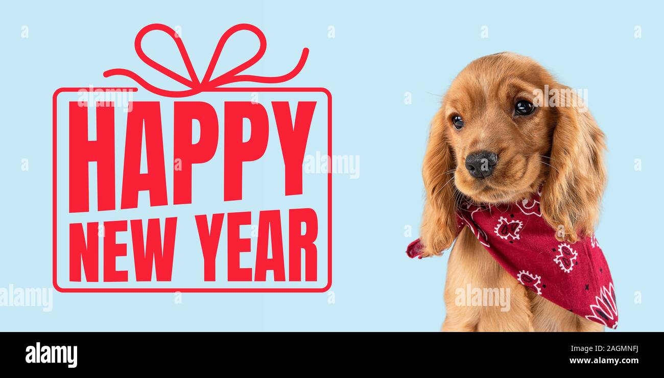 Young dog, puppy or pet isolated on blue studio background wishes happy New  Year and Merry Christmas. Concept of Christmas, 2020 New Year's, winter  mood. Copyspace, flyer, postcard. Emotions, animals Stock Photo -
