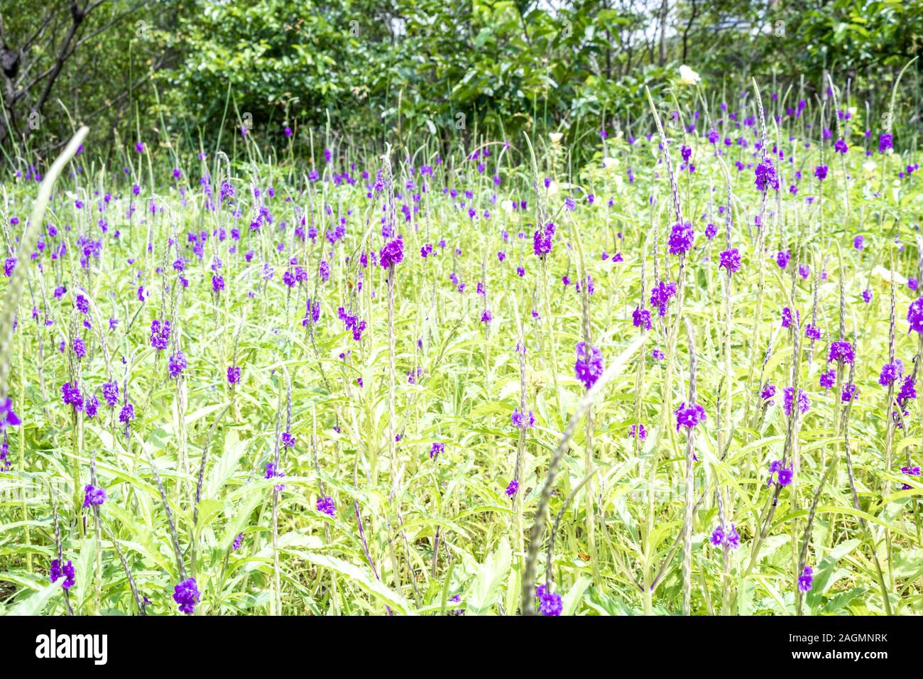 Purple flowers in a green field on a sunny day in Brazil Stock Photo