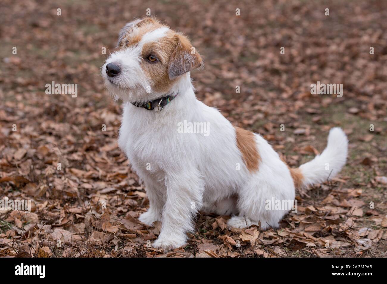 Jack Russel Exercise Equipment Stock Photo by ©PantherMediaSeller