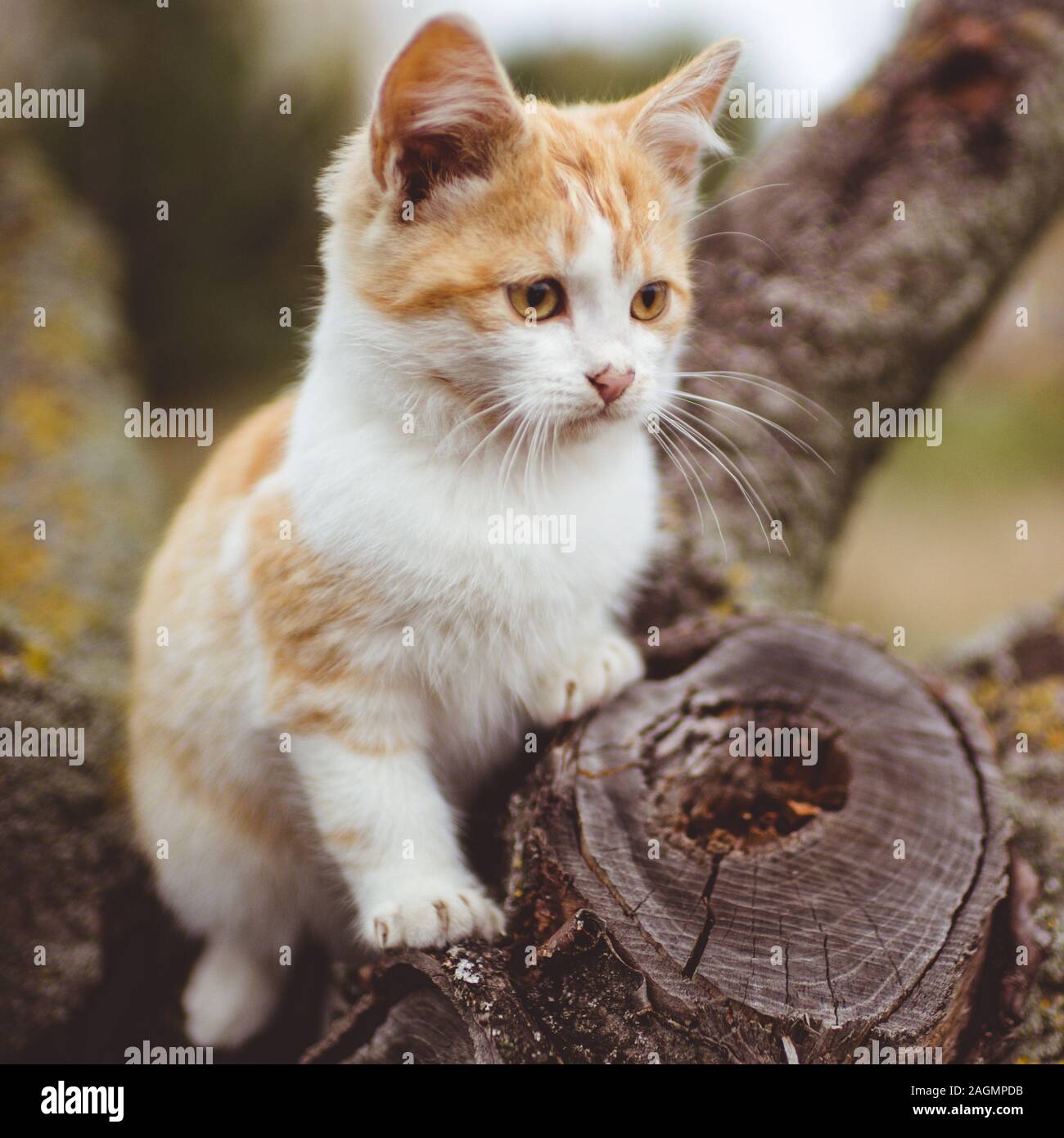 Cute ginger white kitten portrait on a tree branch, soft selective focus. Stock Photo