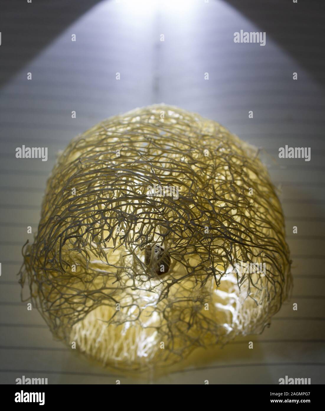 Natural sponge on a book with backlight Stock Photo