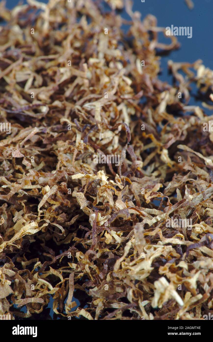 texture of rolling tobacco close up Stock Photo