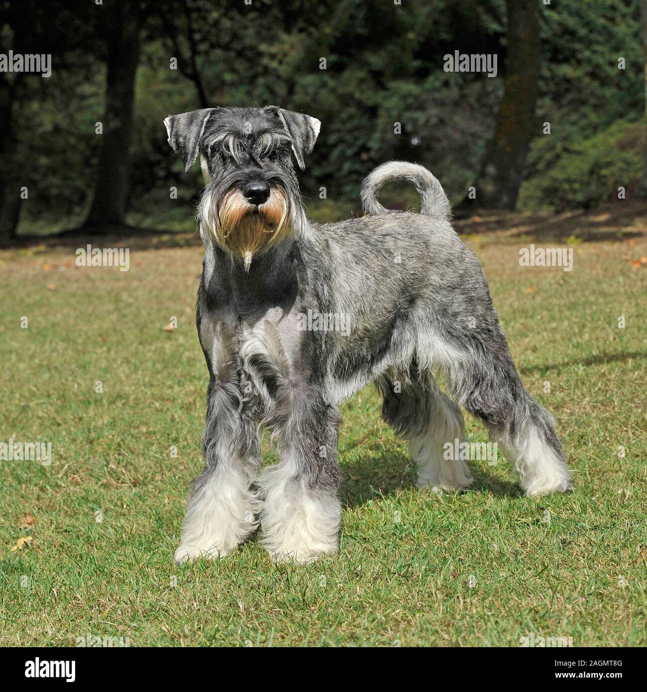 celtic cross standard schnauzers