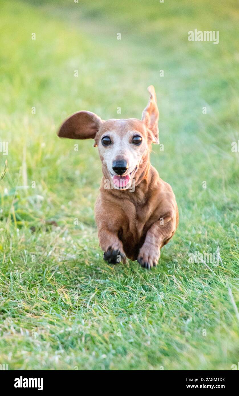 A Miniature Dachshund getting a spot of exercise Stock Photo Alamy