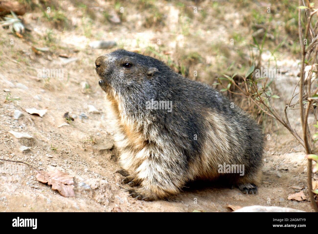 Alpine Marmot 'Marmota marmota' Pyrenees Zoo.South-west France Stock Photo