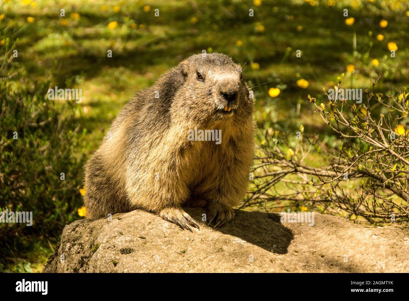 Alpine Marmot 'Marmota marmota' Early spring in the Pyrenees. South-west France Stock Photo