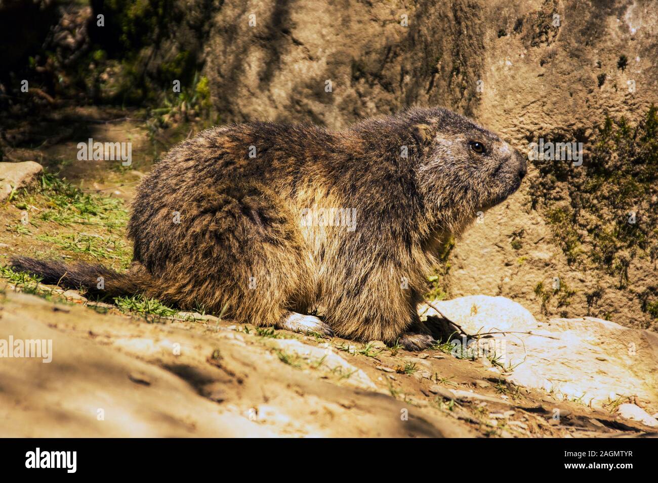 Alpine Marmot 'Marmota marmota' Pyrenees Zoo.South-west France Stock Photo