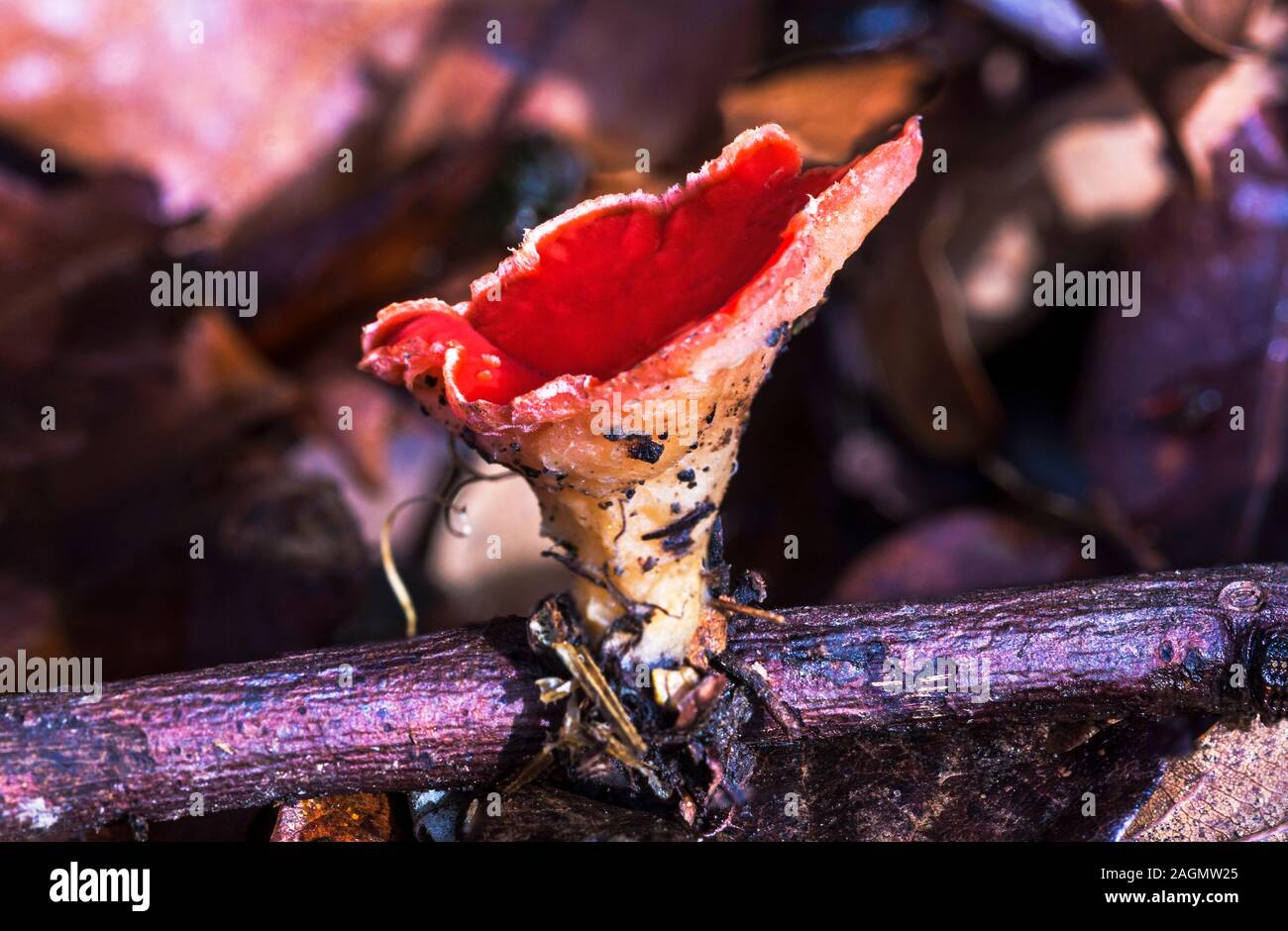 Fungus. Scarlet Elf Cap 'Sarcoscypha coccinea'.Photo in my garden in South-west France. Stock Photo