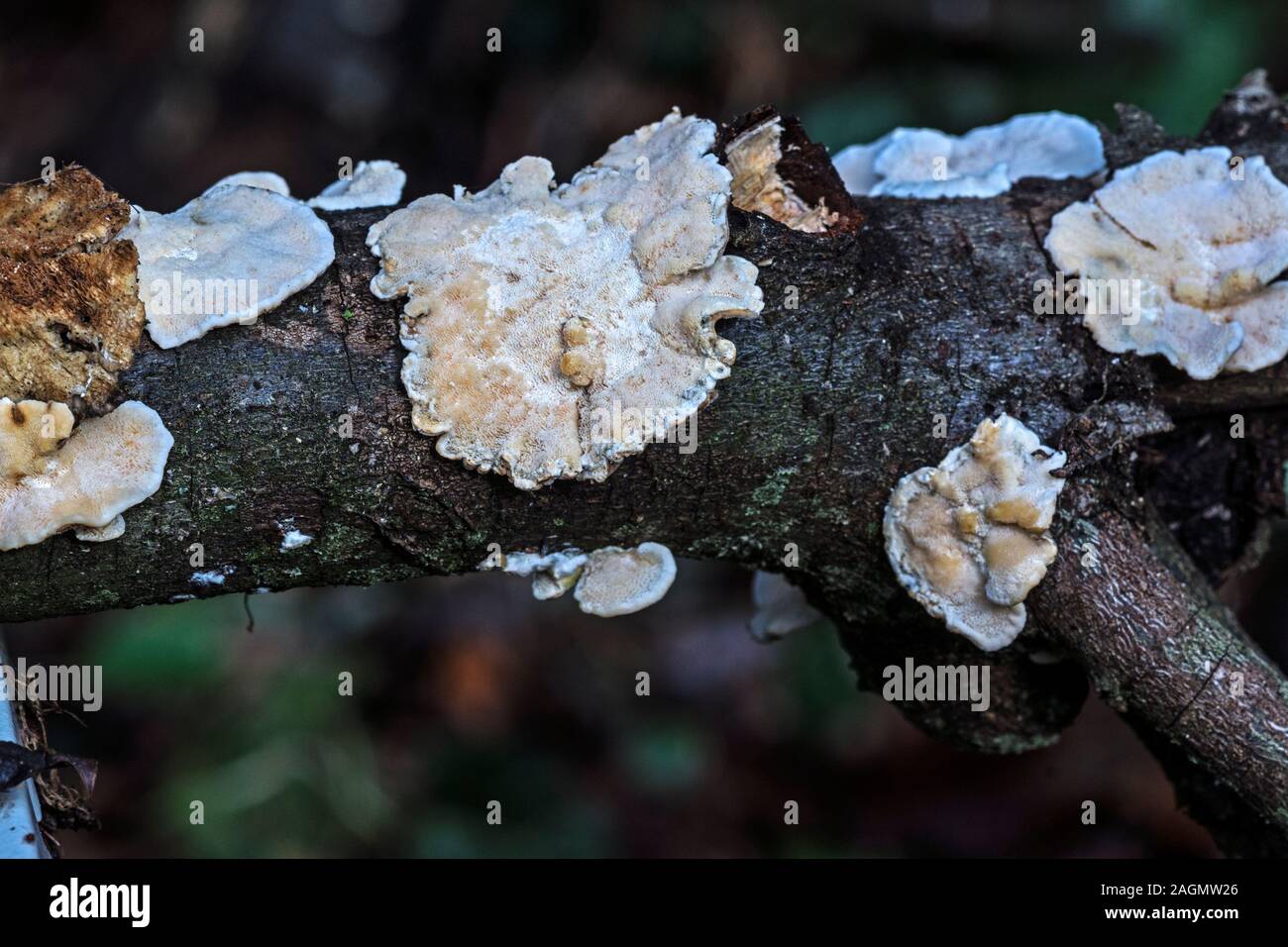 Fungus 'Tremella encephala' Snow fungus.Photo in my garden in South-west France. Stock Photo