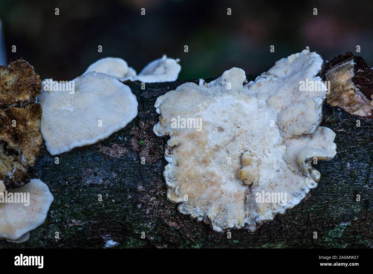 Fungus 'Tremella encephala' Snow fungus.Photo in my garden in South-west France. Stock Photo