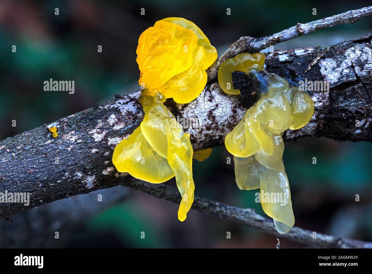 Fungus 'Tremella mesenterique' Yellow Brain Fungus..Photo in my garden in South-west France. Stock Photo