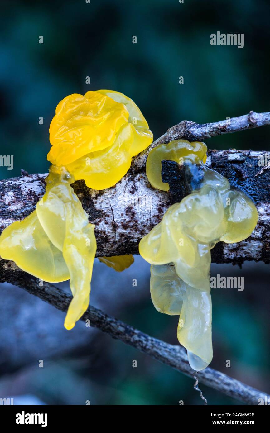 Fungus 'Tremella mesenterique' Yellow Brain Fungus..Photo in my garden in South-west France. Stock Photo