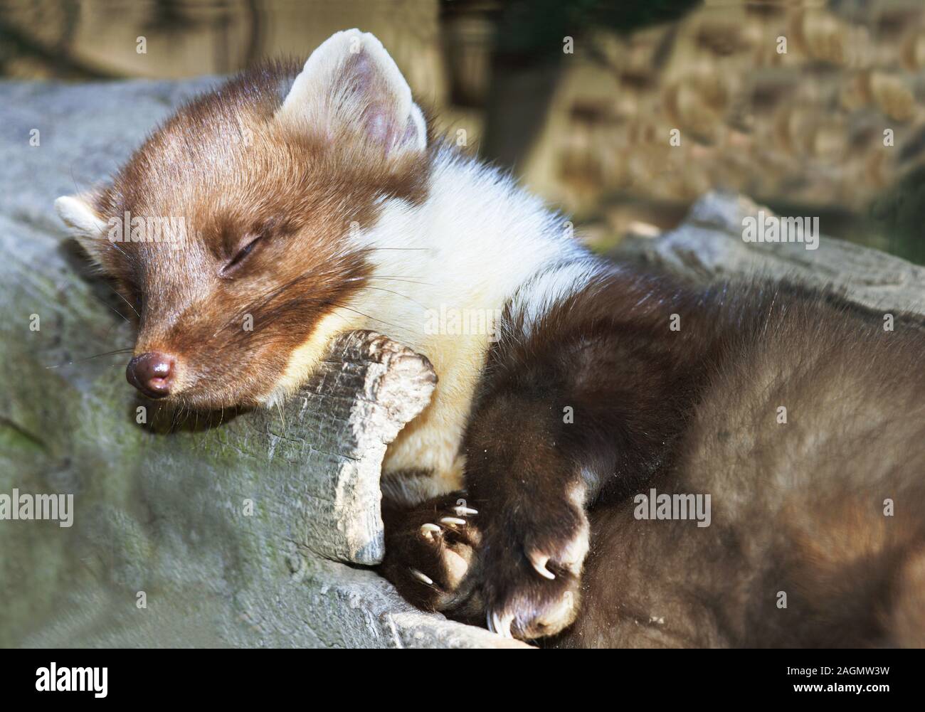 Pine Marten 'Martes martes' Mature animal in capacity. Pyrenean zoo in south-west France. Stock Photo