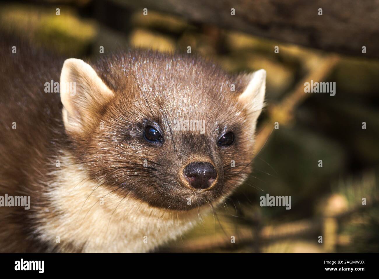 Pine Marten 'Martes martes' Mature animal in capacity. Pyrenean zoo in  south-west France Stock Photo - Alamy