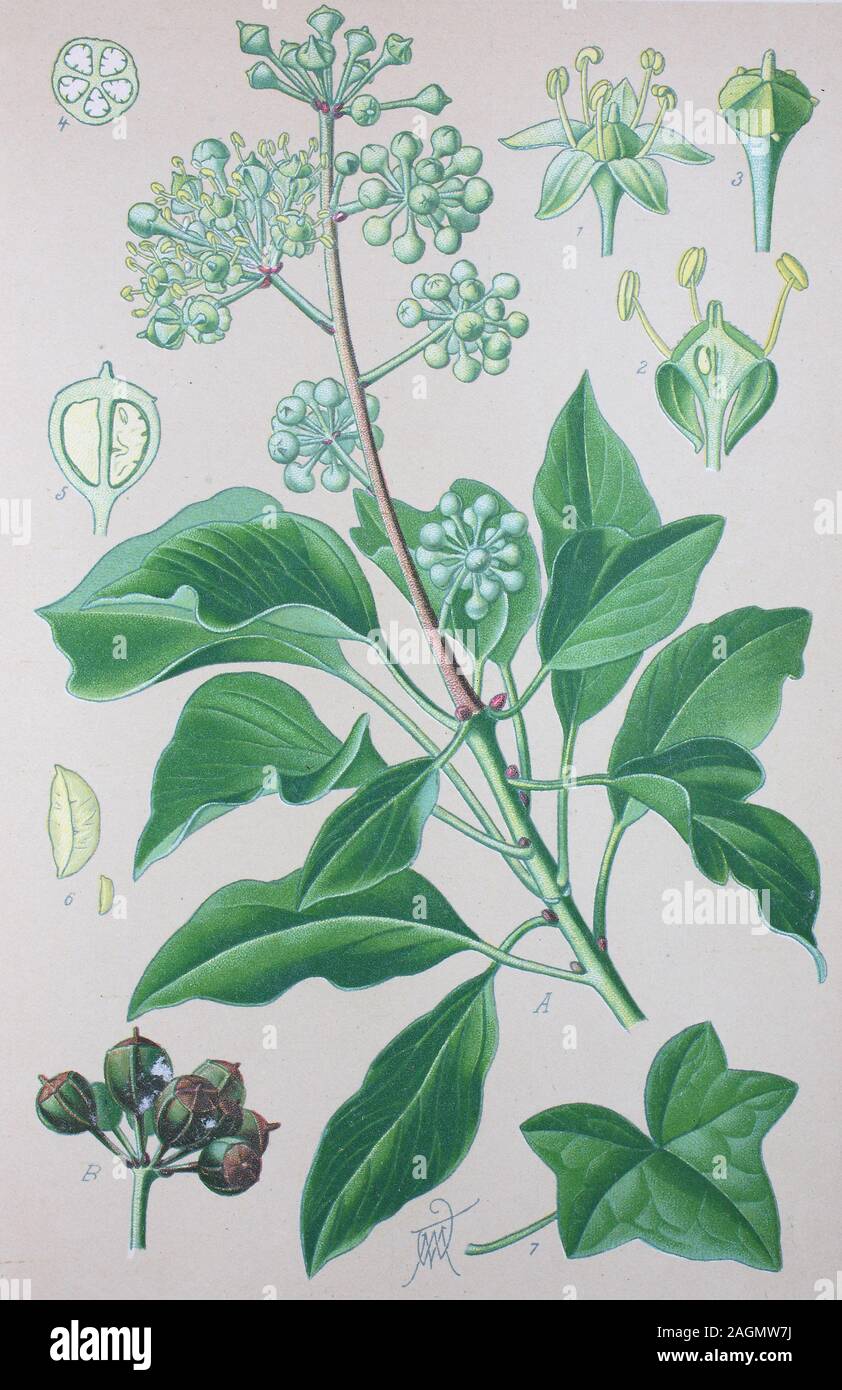 Digital improved high quality reproduction: Hedera helix, the common ivy,  English ivy, European ivy, or just ivy, flowering plant in the family  Araliaceae / Gemeine Efeu, Gewhnlicher Efeu, Pflanzenart aus der Gattung