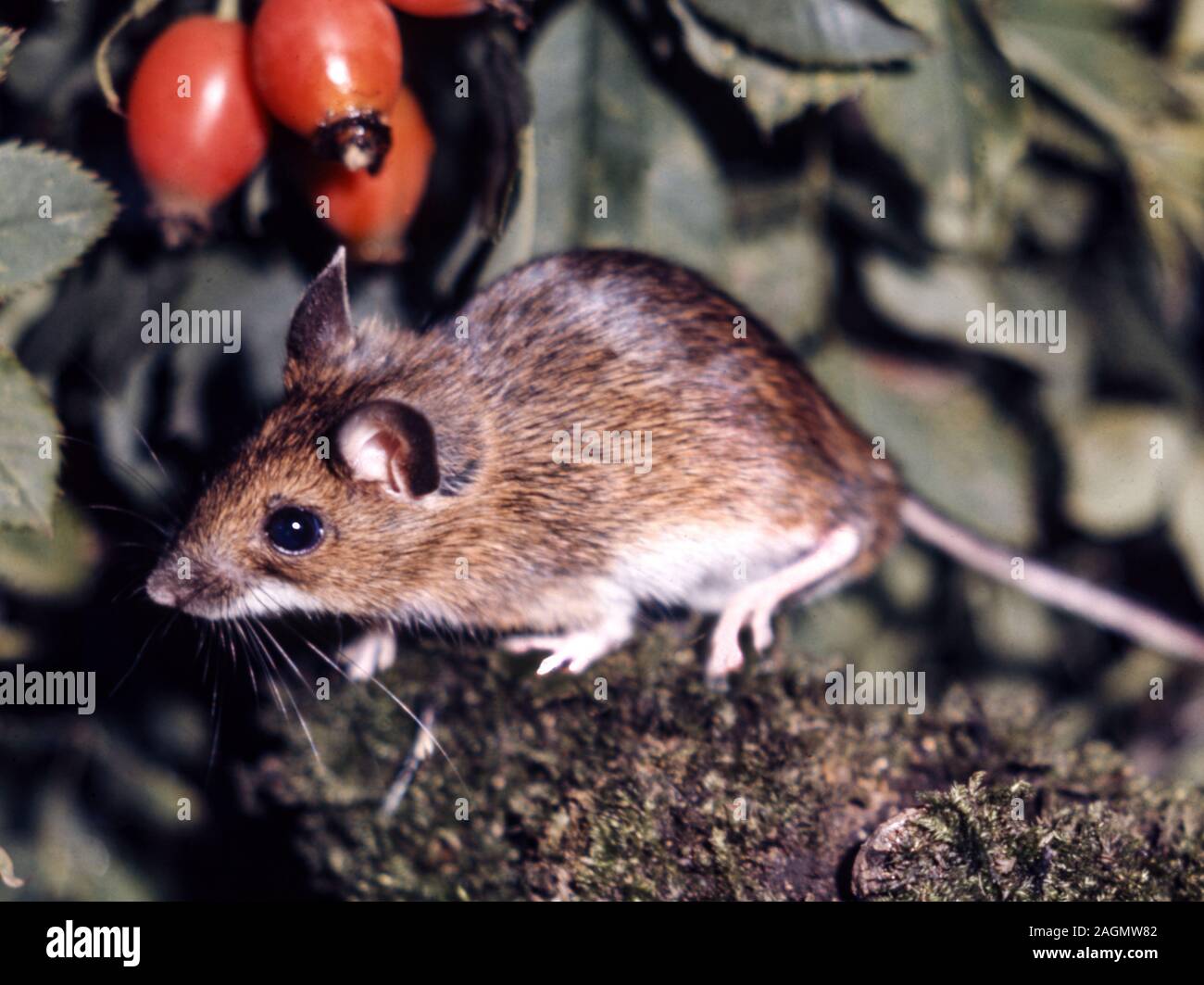 Wood mouse 'Apodemus sylvaticus'.Adult on mossy log.Hawthorn berries. Stock Photo