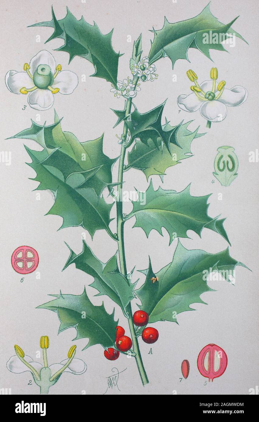 Digital improved high quality reproduction: Ilex aquifolium, holly, common holly, English holly, European holly, or occasionally Christmas holly, is a species of holly native to western and southern Europe  /  Europäische Stechpalme, Gewöhnliche Stechpalme, Gemeine Stechpalme, Hülse, Ilex, Pflanzenart der Gattung der Stechpalmen Stock Photo