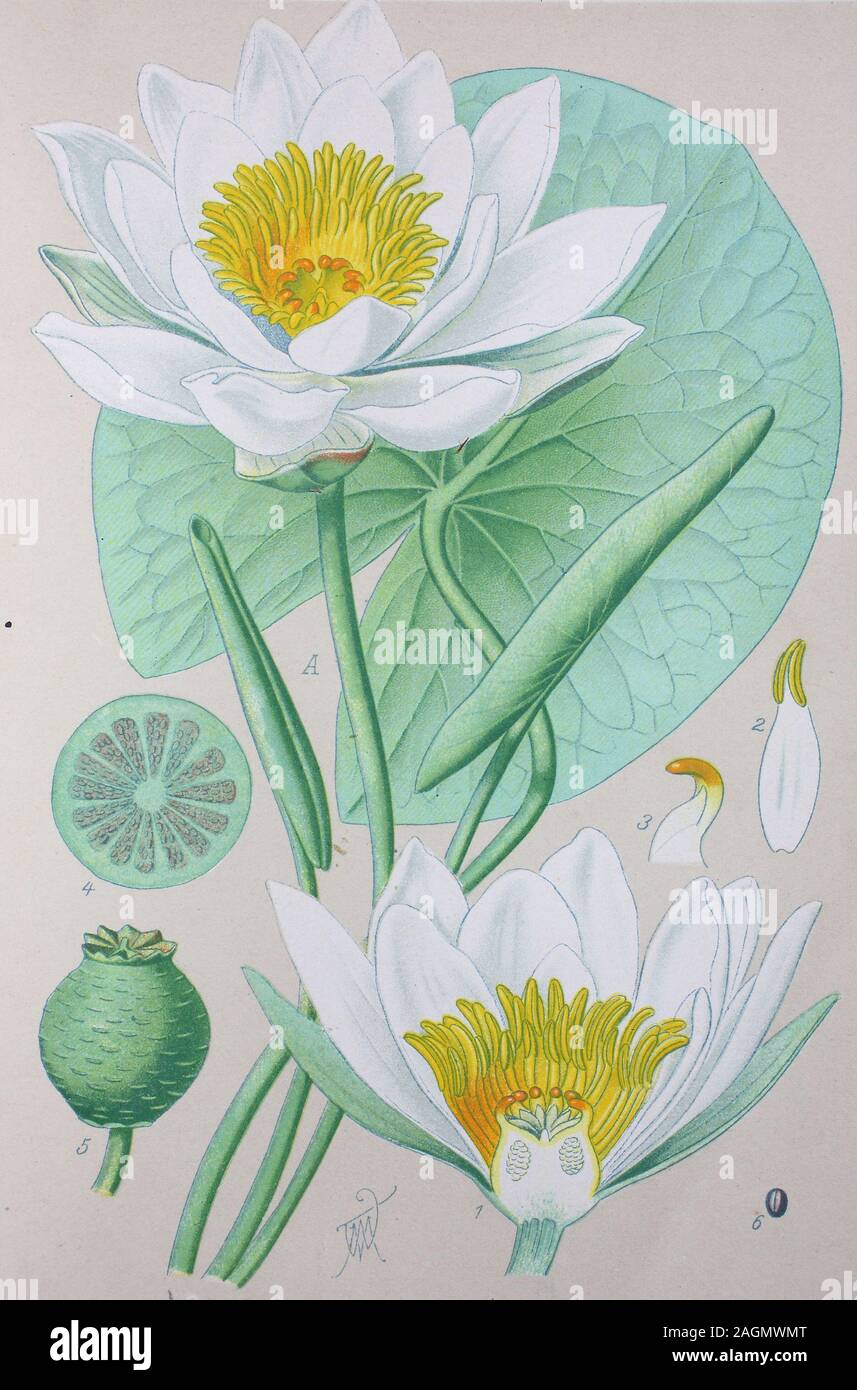 Digital improved high quality reproduction: Nymphaea alba, also known as the European white water lily, white water rose or white nenuphar, is an aquatic flowering plant of the family Nymphaeaceae  /  Weiße Seerose, Wasserlilie, Pflanzenart aus der Familie der Seerosengewächse Stock Photo