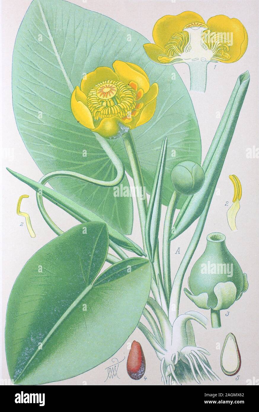 Digital improved high quality reproduction: Nuphar lutea, the yellow water-lily, or brandy-bottle, is an aquatic plant of the family Nymphaeaceae  /  Gelbe Teichrose, Gelbe Teichmummel, Mummel, Teichmummel oder Teichkandel, Pflanzenart aus der Familie der Seerosengewächse Stock Photo