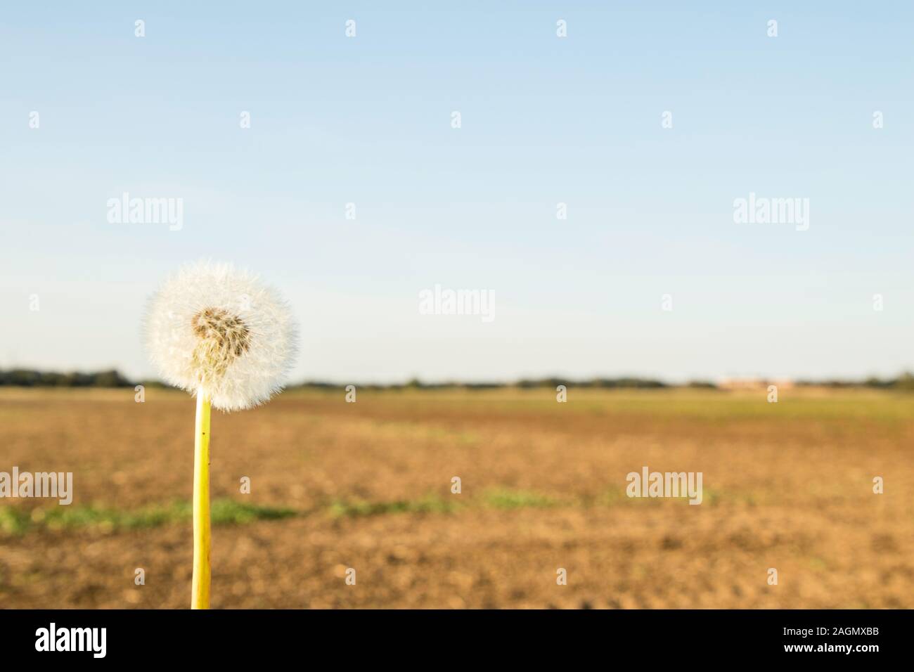 One of the most common flowers / weeds known, a Dandelion. With it's flourishing wishes it