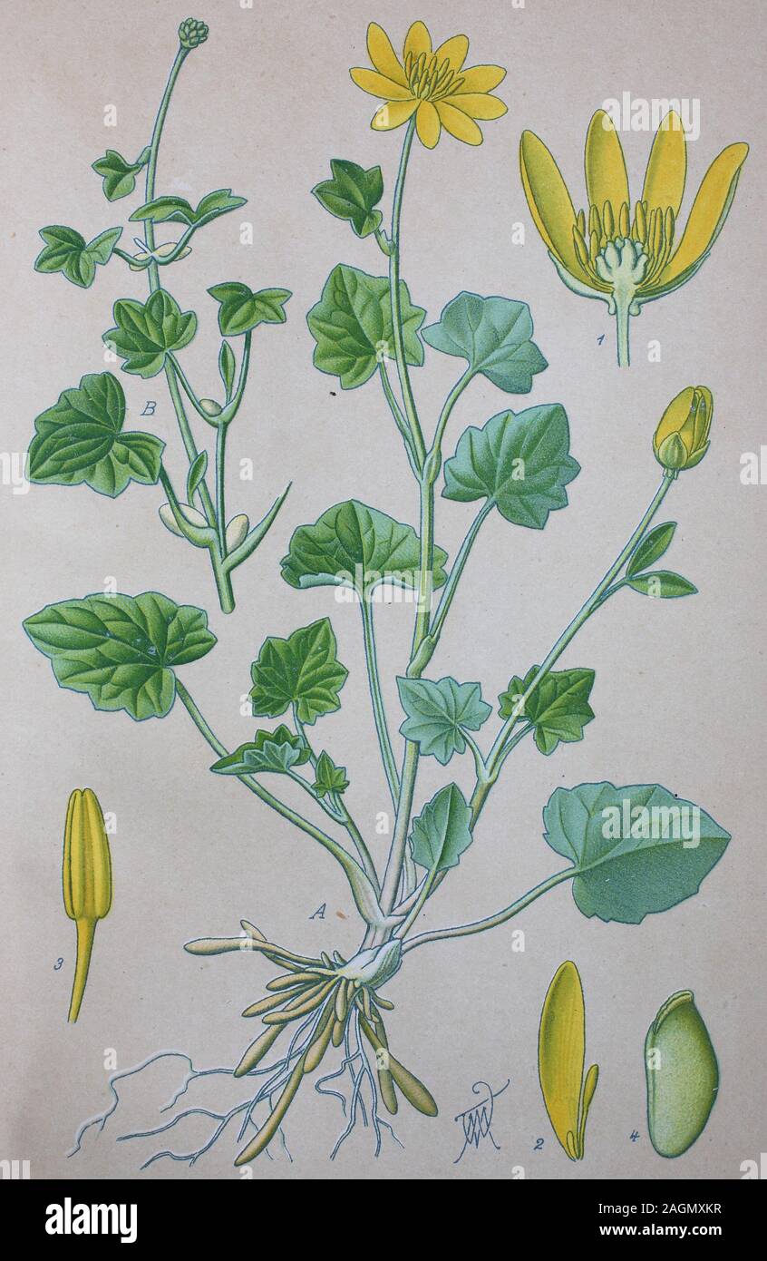 Digital improved high quality reproduction: Ficaria verna, formerly Ranunculus ficaria L., commonly known as lesser celandine or pilewort, is a low-growing, hairless perennial flowering plant in the buttercup family Ranunculaceae  /  Scharbockskraut,  Feigwurz oder Frühlings-Scharbockskraut genannt, Pflanzenart in der Familie der Hahnenfußgewächse Stock Photo