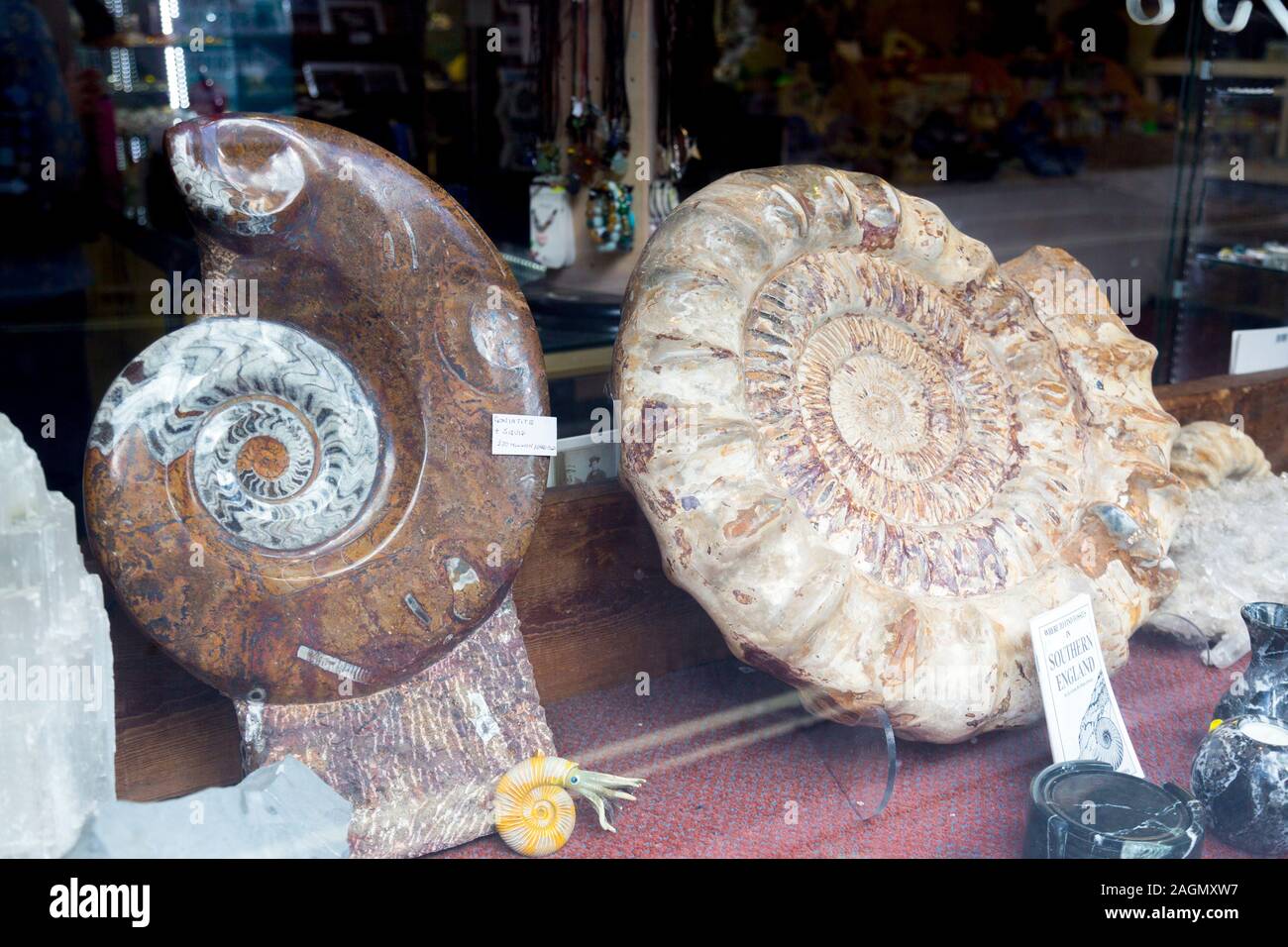 Jurassic coast dorset fossils hires stock photography and images Alamy