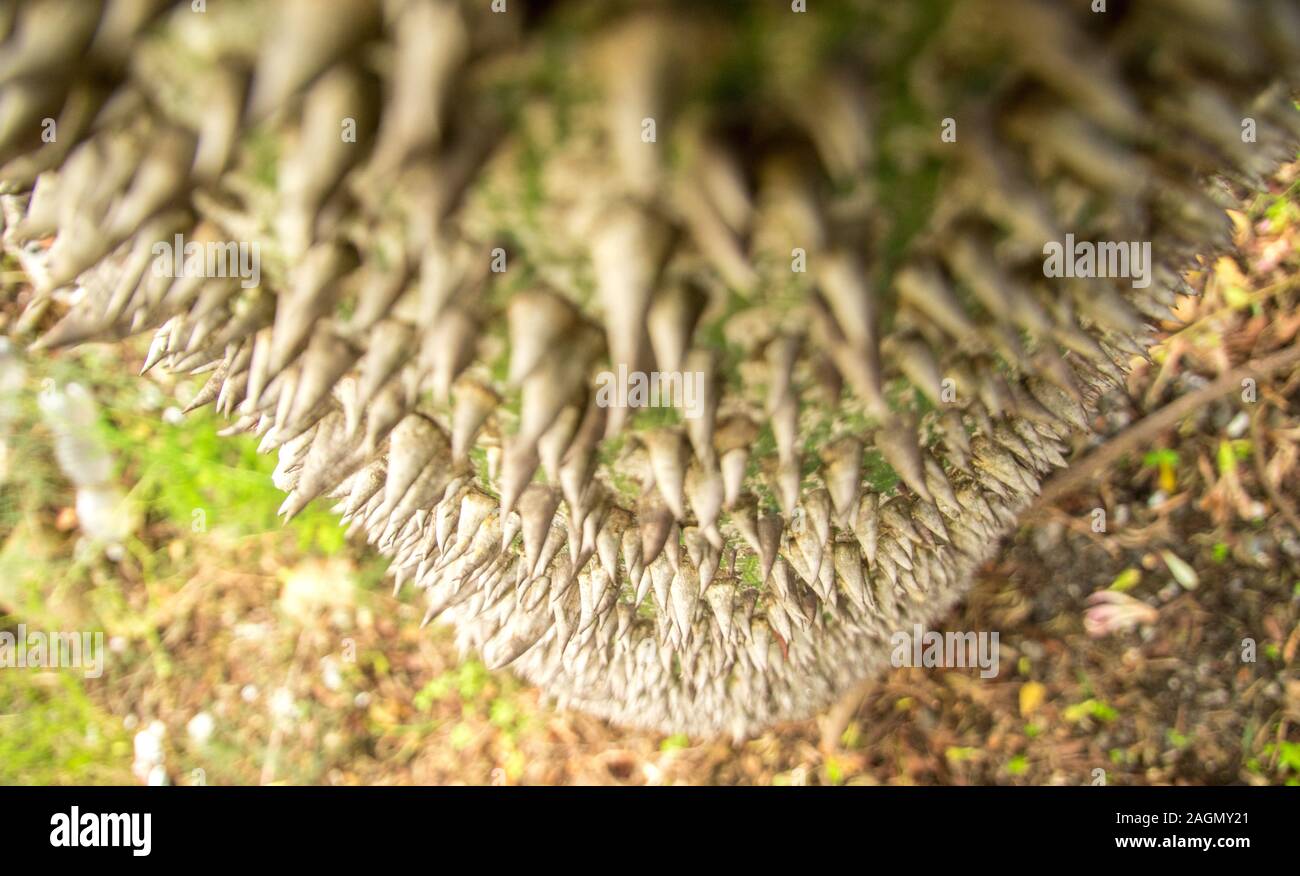 A very strange and ugly looking tree, a floss-silk tree Stock Photo - Alamy