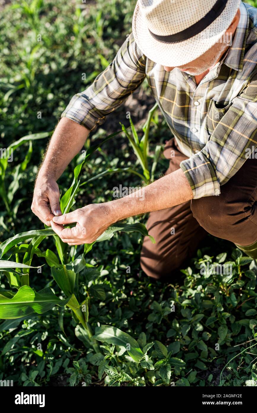 self-employed farmer in straw hat sitting near green corn field Stock ...