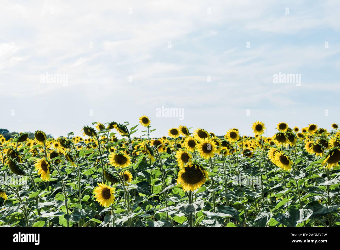 field with yellow sunflowers against blue sky with clouds Stock Photo ...