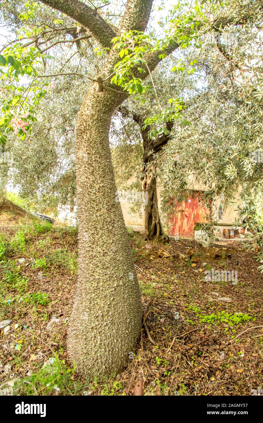 Floss Silk High Resolution Stock Photography And Images Alamy