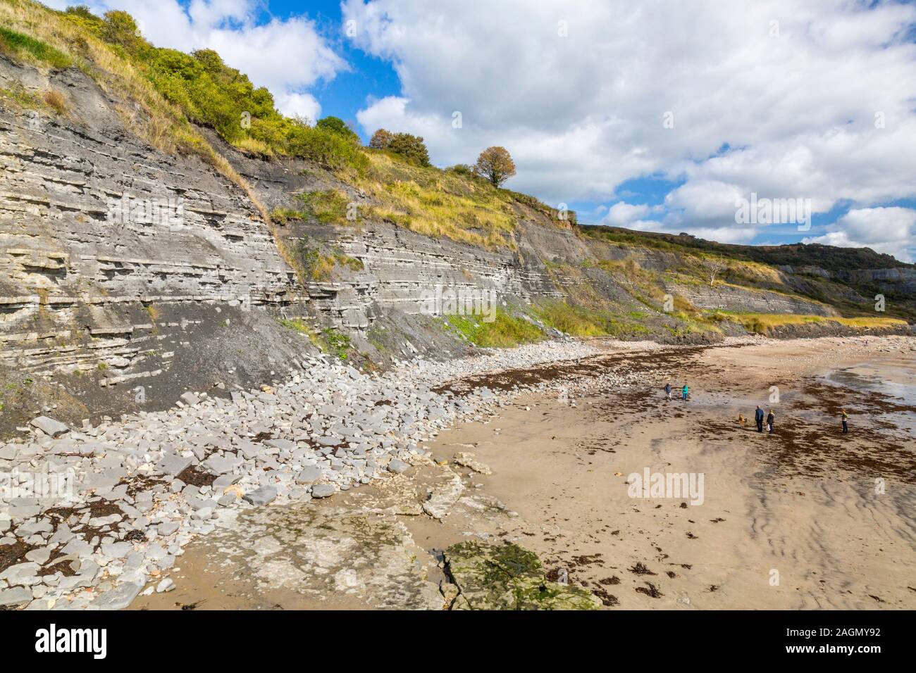 The unstable cliffs at Black Venn , Lyme Regis at low tide on the
