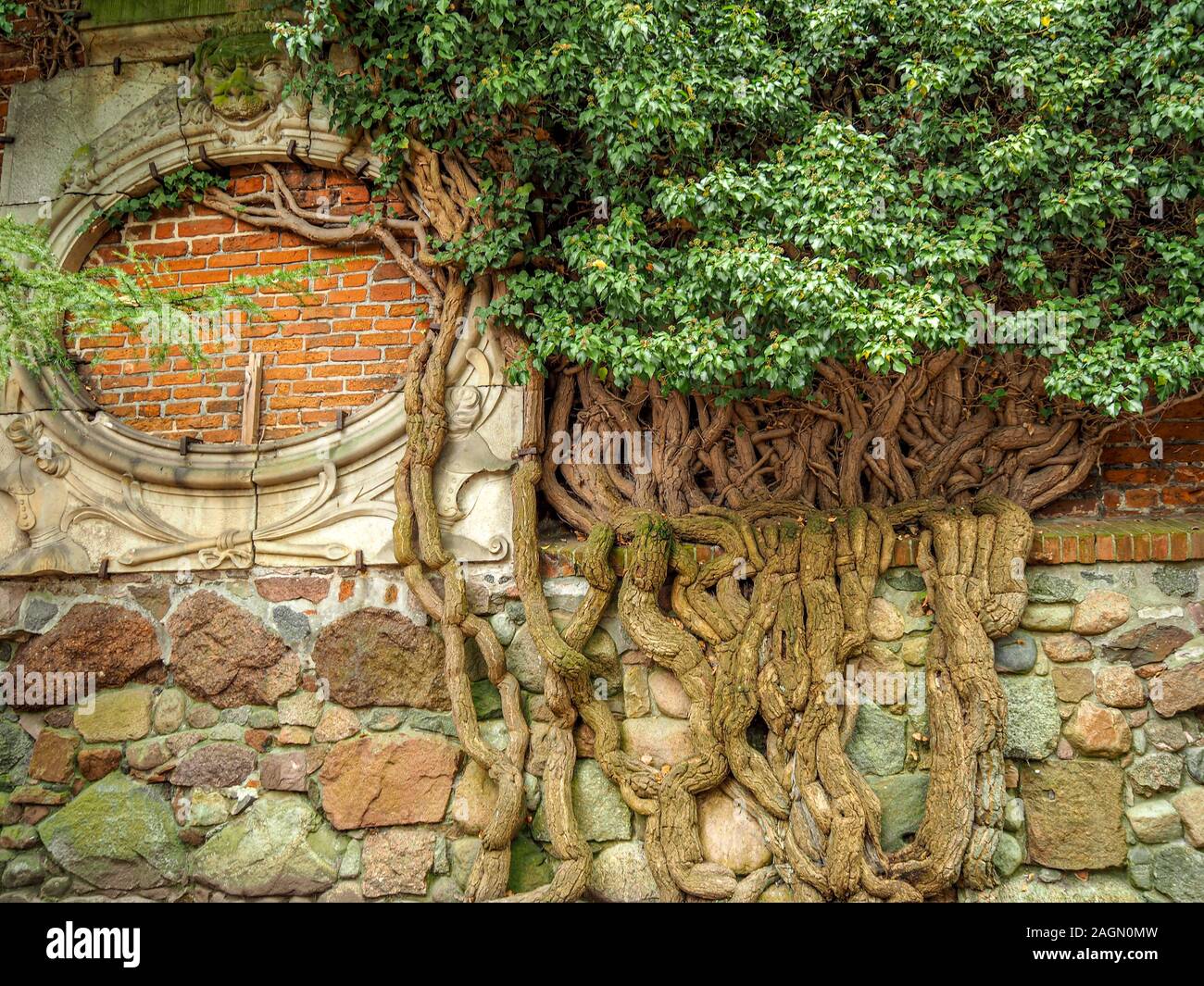 Ancient gnarled vine climbing up brick and cobblestone wall. Stock Photo