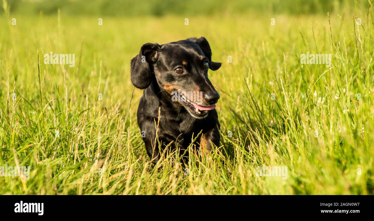 A Miniature Dachshund getting a spot of exercise Stock Photo Alamy